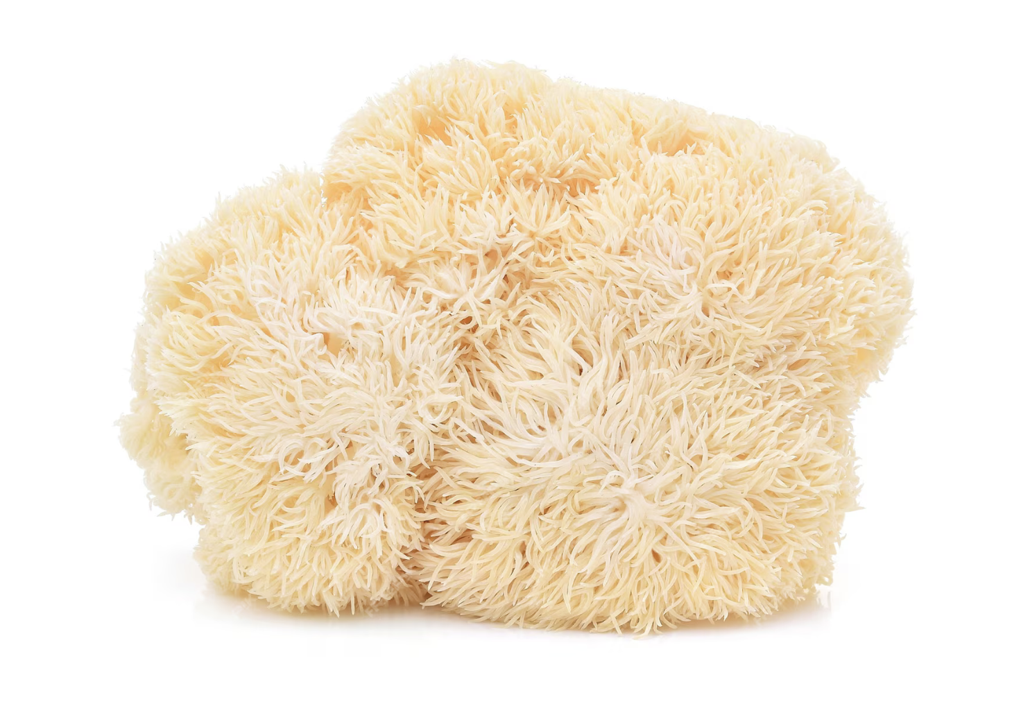lion's mane mushroom
